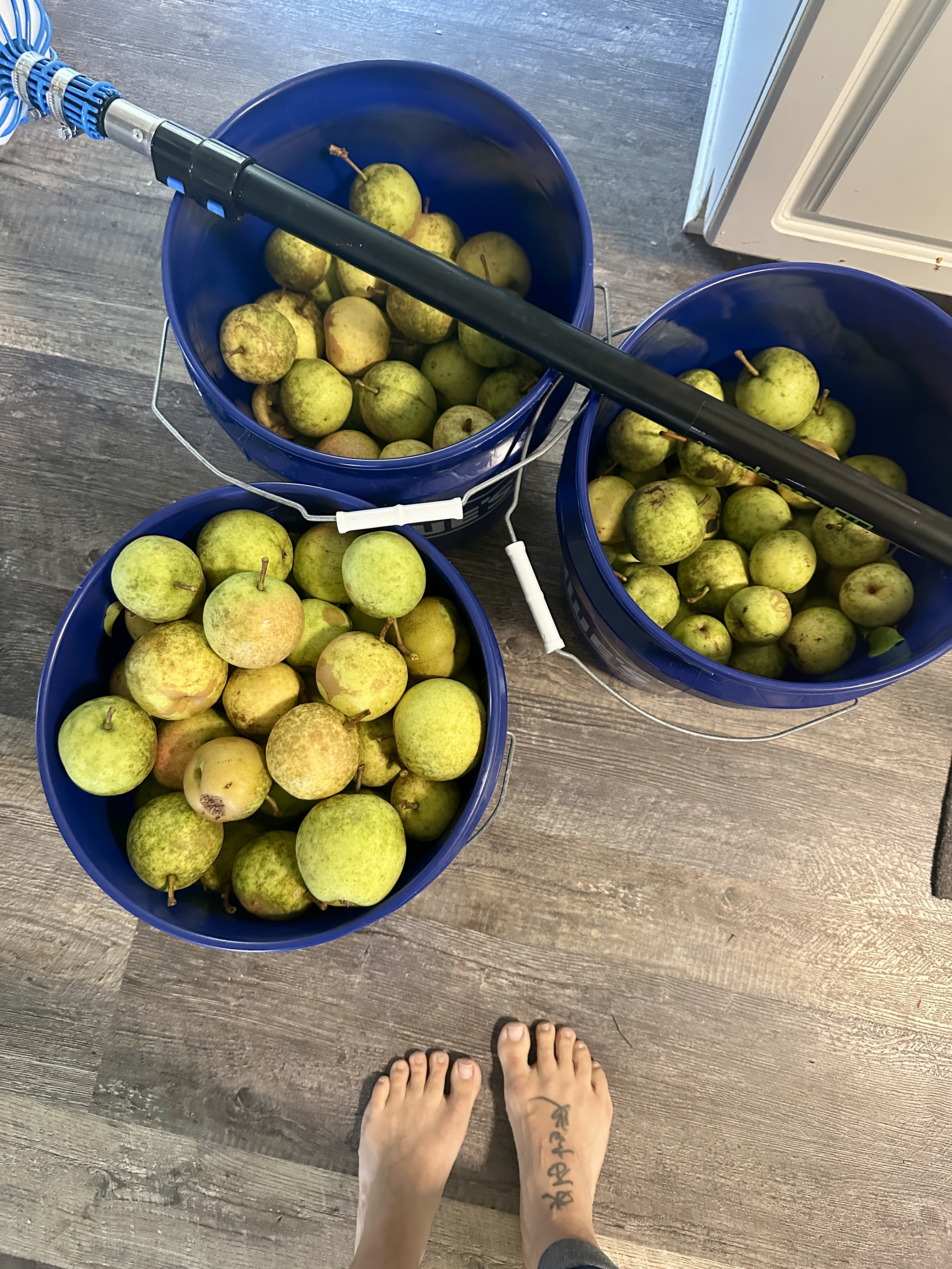 Fruit 25